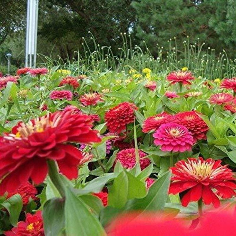 KANAYA Chrysanthemum Flower Seed  (20 per packet)