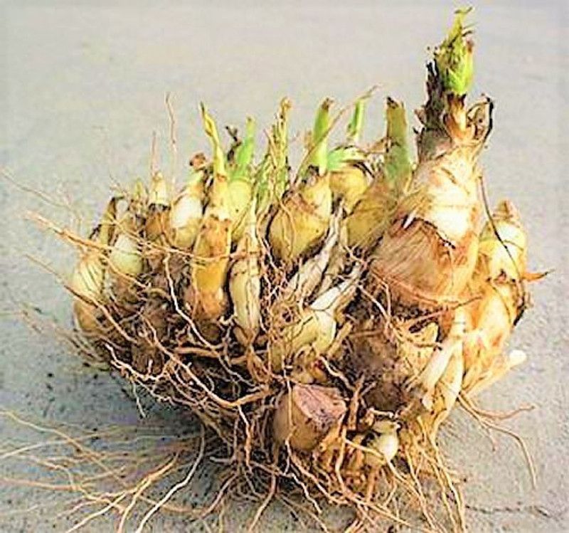 DROXTY rajanigandha Seed  (1 per packet)