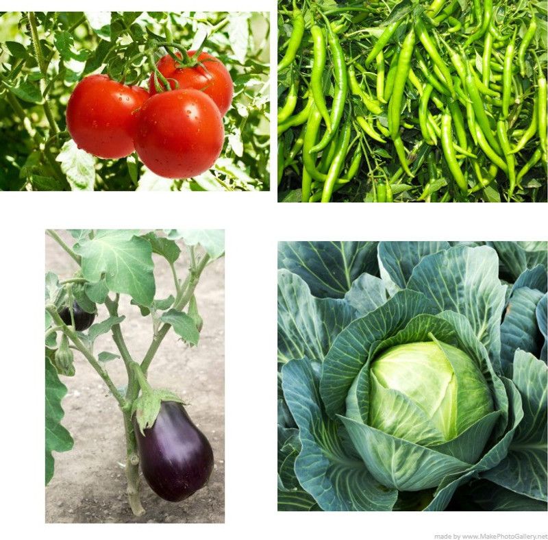 Paudha Tomato Greenchilli Brinjal Cabbage combo Seed  (20 per packet)