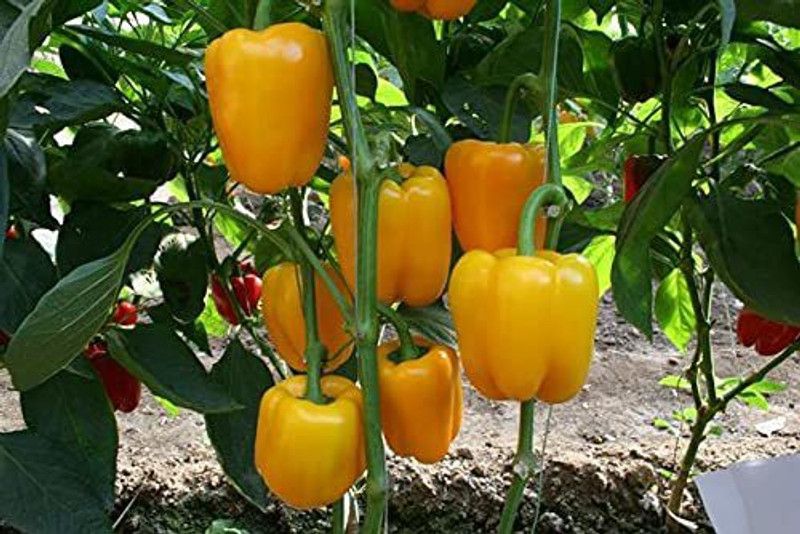 JRYU Green Capsicum Seed  (350 per packet)