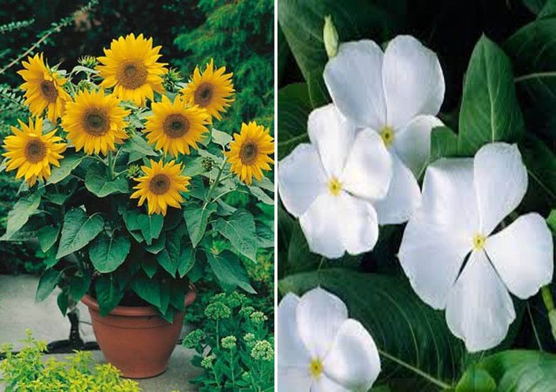 Axote Sunflower Miniature and White Vinca Seed  (50 per packet)