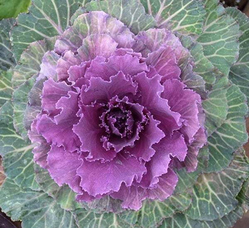 PMB Organic Cabbage purple Seed  (22 per packet)