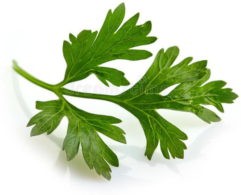 Nodoc Parsley Vegetable Seed  (30 per packet)