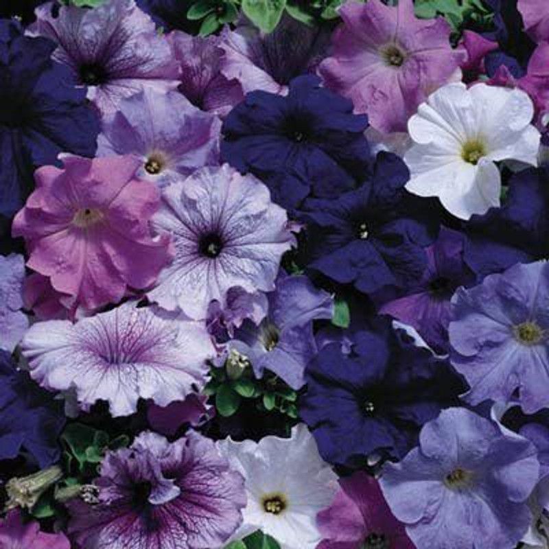 CYBEXIS Nautical Petunia Seeds Mix Seed  (50 per packet)