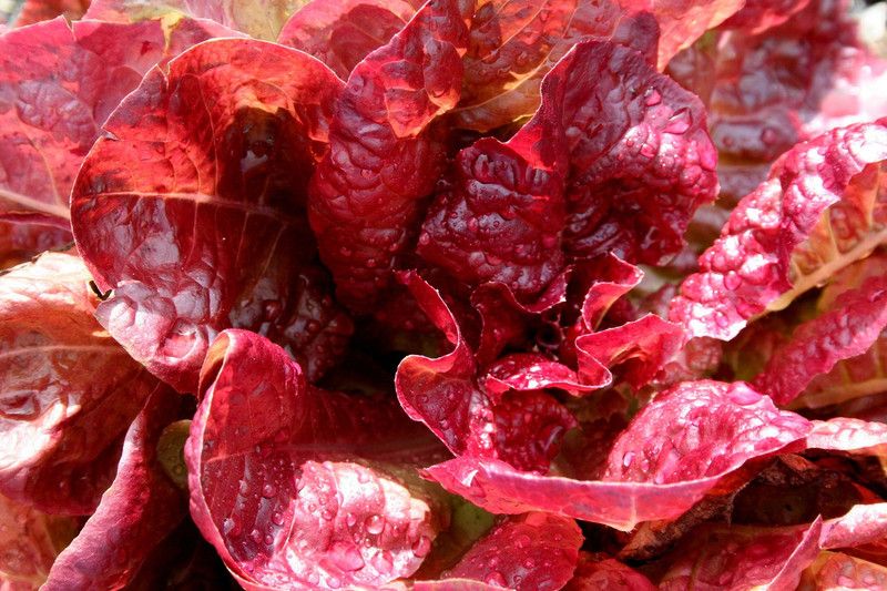 Nodoc Red lettuce Seed  (75 per packet)