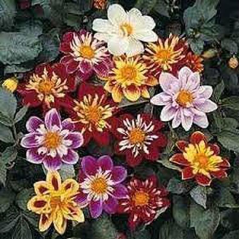 KANAYA Dahlia, Dahlia Pinnata Flower Seed Seed  (135 per packet)