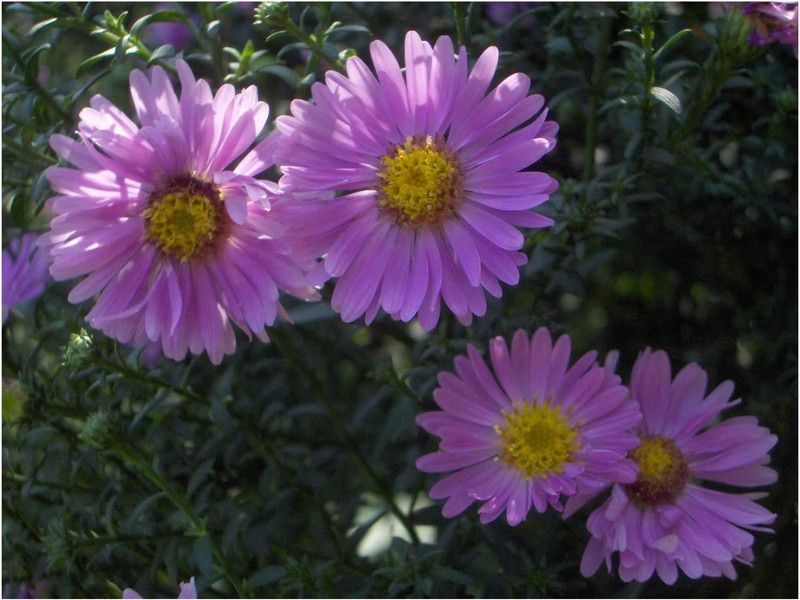 CYBEXIS Novi-belgii Sarah Ballard - Aster Plant Seed  (1 g)