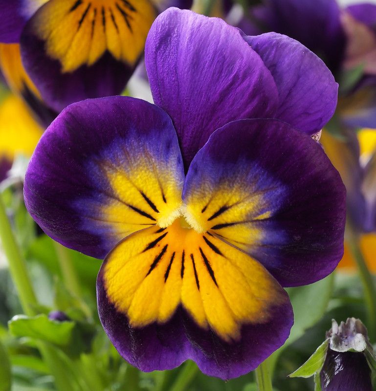 PEARL Pancy Yellow/Purple Seed  (280 per packet)