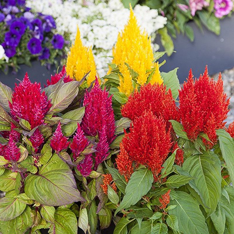 xolda Celosia Flower Seed  (29 per packet)
