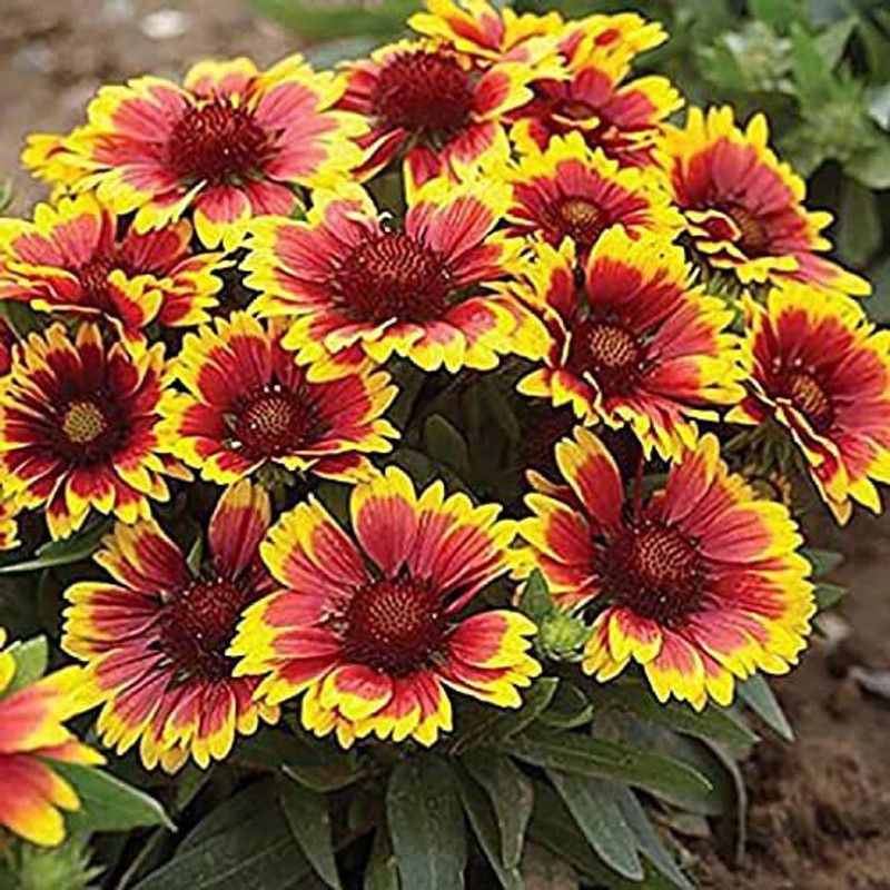KANAYA Gaillardia Mixed Flower Seed  (23 per packet)