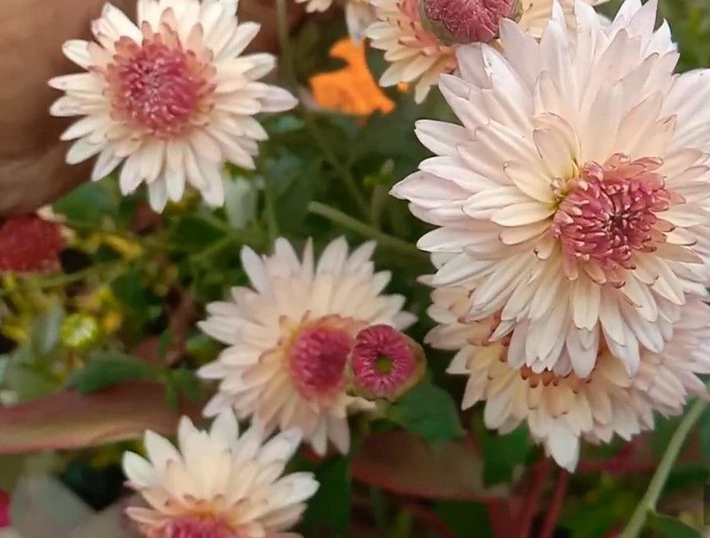 CYBEXIS Chrysanthemum / Guldaudi Mix Colors Hybrid Seeds Seed  (25 per packet)