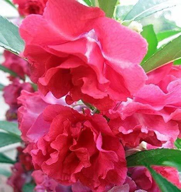 CYBEXIS Balsam Flower Mix Flower Seed  (1 g)