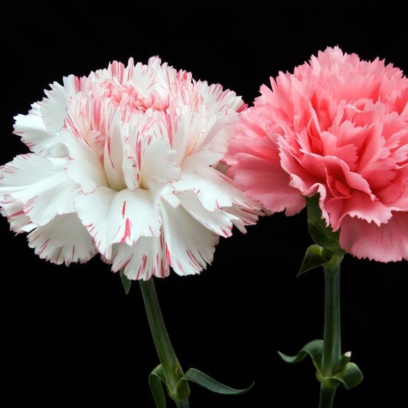 CYBEXIS Carnation (Dianthus) - Hardy Border Mixed Seed  (1 g)