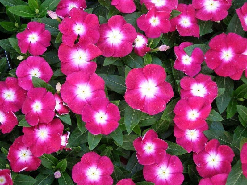 CYBEXIS NANA VINCA PINK FLOWER SEEDS Seed  (50 per packet)