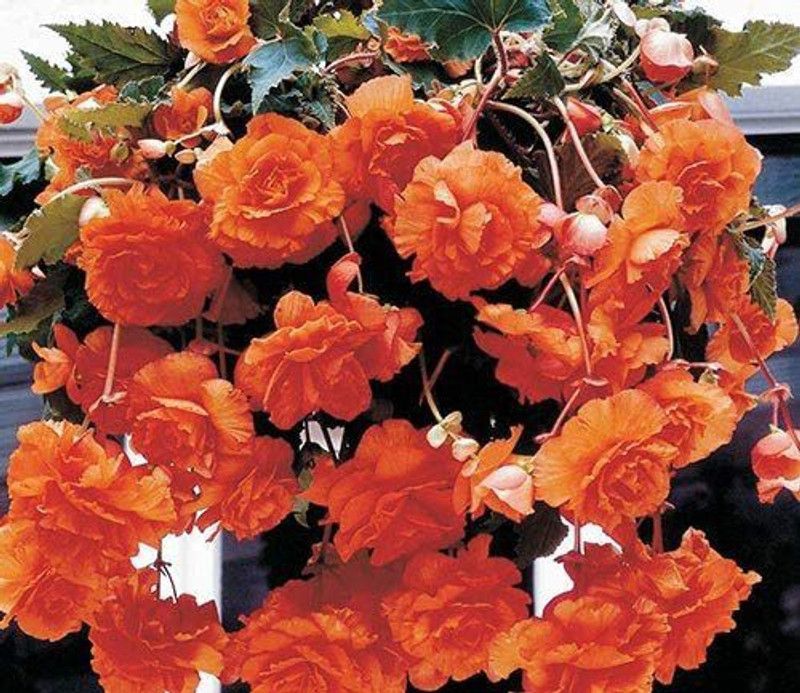 CYBEXIS Double Hanging Basket Apricot Begonia Seeds Seed  (25 per packet)