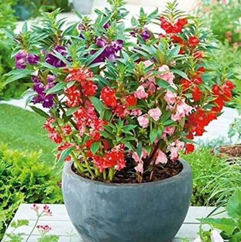 CYBEXIS Balsam Mixed Color Hybrid Flower Seeds Seed  (1 g)