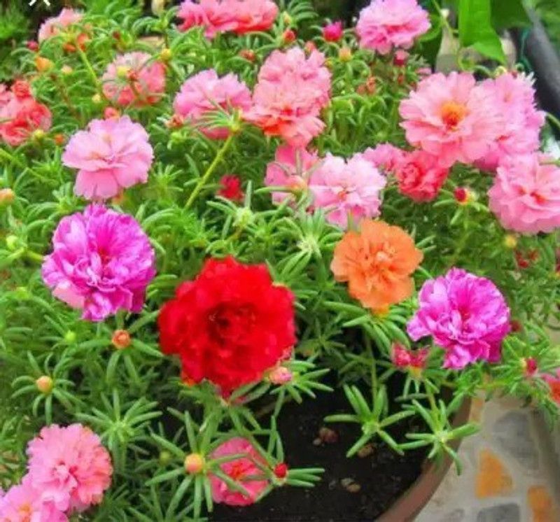 DNOTRO Portulaca Plant  (Hybrid, Pack of 1)