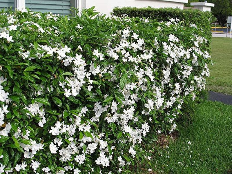 FURYHUB Chandini Flowering Plant  (Hybrid, Pack of 1)
