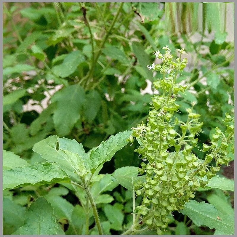WILLVINE Trittavu Ocimum Kapoor Tulsi for Growing Sowing Seed  (1000 per packet)