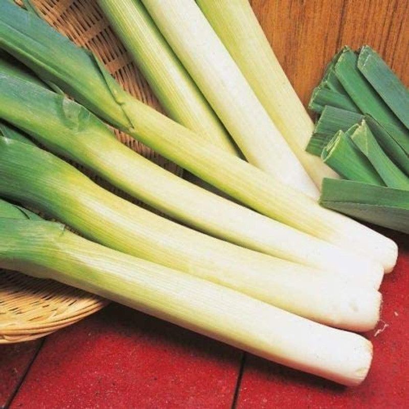 CYBEXIS F1 Hybrid Leek Prizetaker Lyon Seeds-500 Seeds Seed  (500 per packet)