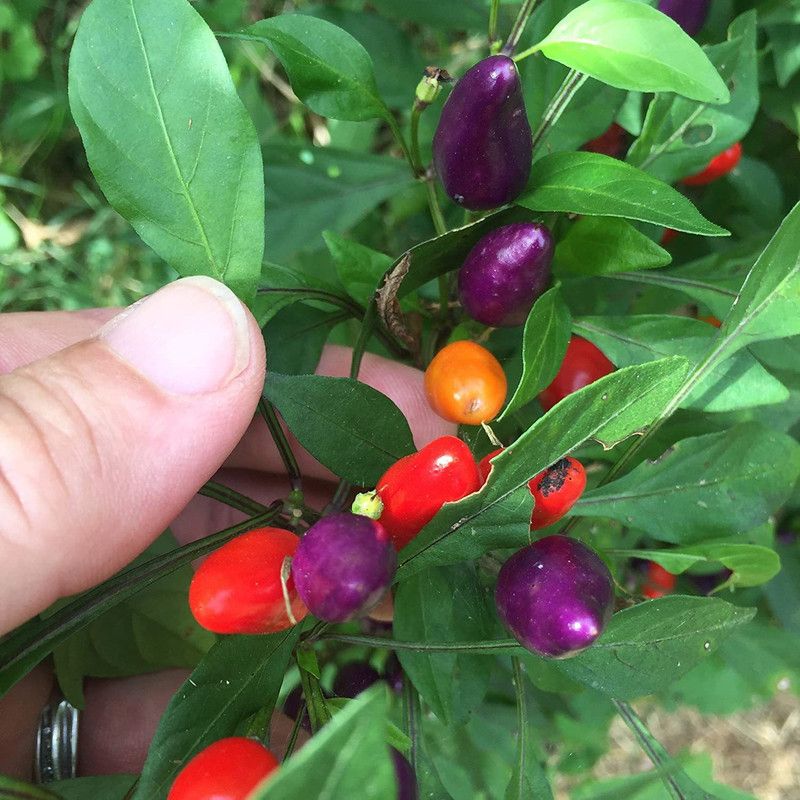 VibeX ® RXI-963 "Bolivian Rainbow" Chilli Pepper Seeds Seed  (200 per packet)