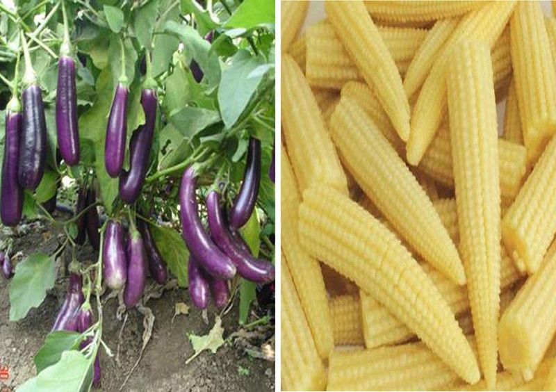 WILLVINE Purple Long Brinjal and Baby Corn Seed Seed  (500 per packet)
