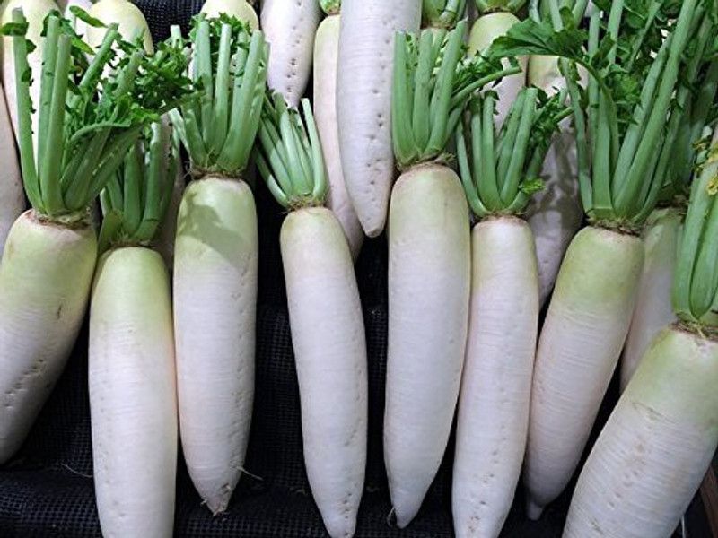 KANAYA Radish Seed  (200 per packet)
