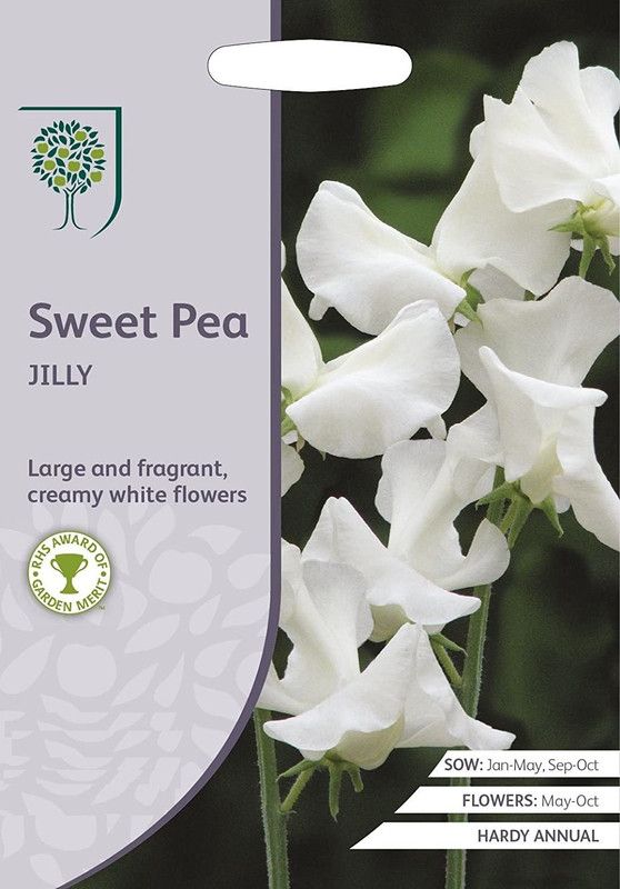 CYBEXIS Flower - RHS Sweet Pea Jilly Seed  (50 per packet)