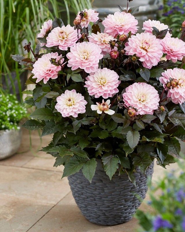 FERNSFLY® IMP. Dahlia | Dhalia | Dahalia Perennial Flower Bulbs Excellent Quality Attractive Aromatic Flower Home Outdoor Gardening Flowering Bulbs (Pack of 18 The Melody Harmony Dahlia) Seed  (18 per packet)