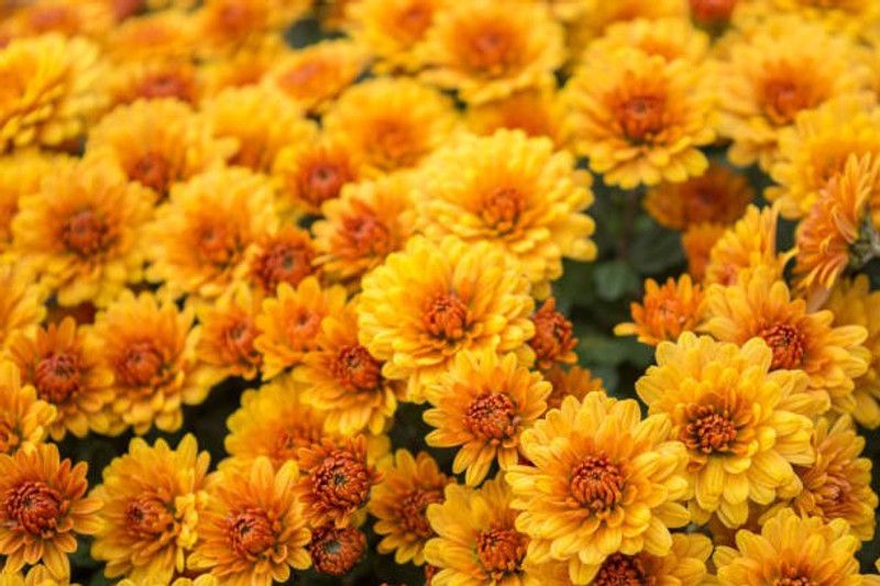 sporos Chrysanthemum Organics Flower Seed  (30 per packet)