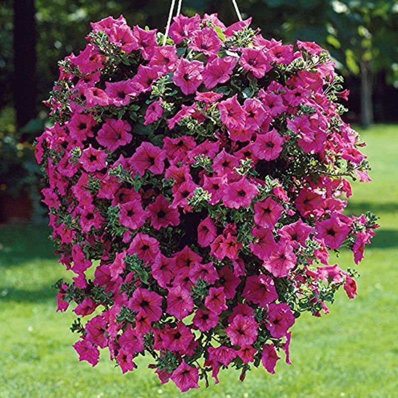 ario Petunia Mixed Colour Flower F1 Hybrid Seed  (250 per packet)