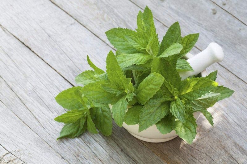VibeX ® XXL-45 Lemon Balm Seeds Seed  (500 per packet)