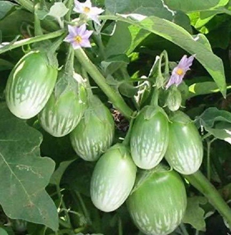 MKR Enterprises Brinjal Seed  (500 per packet)