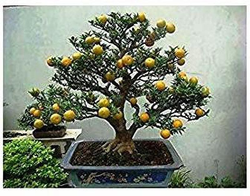 GETFLIX Orange Plant  (Hybrid, Pack of 1)