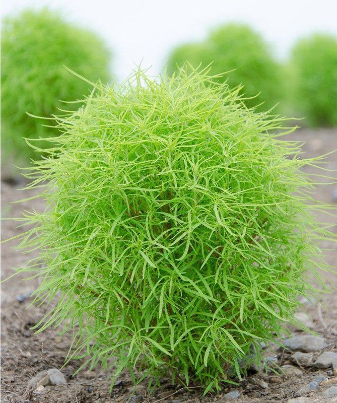XOLDA Exotic Kochia Plant Seed  (57 per packet)