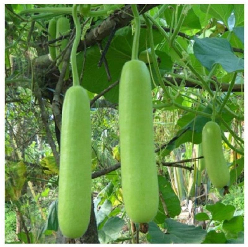 UGRA Arka Bahar Bottle Gourd Seeds Seed  (300 per packet)