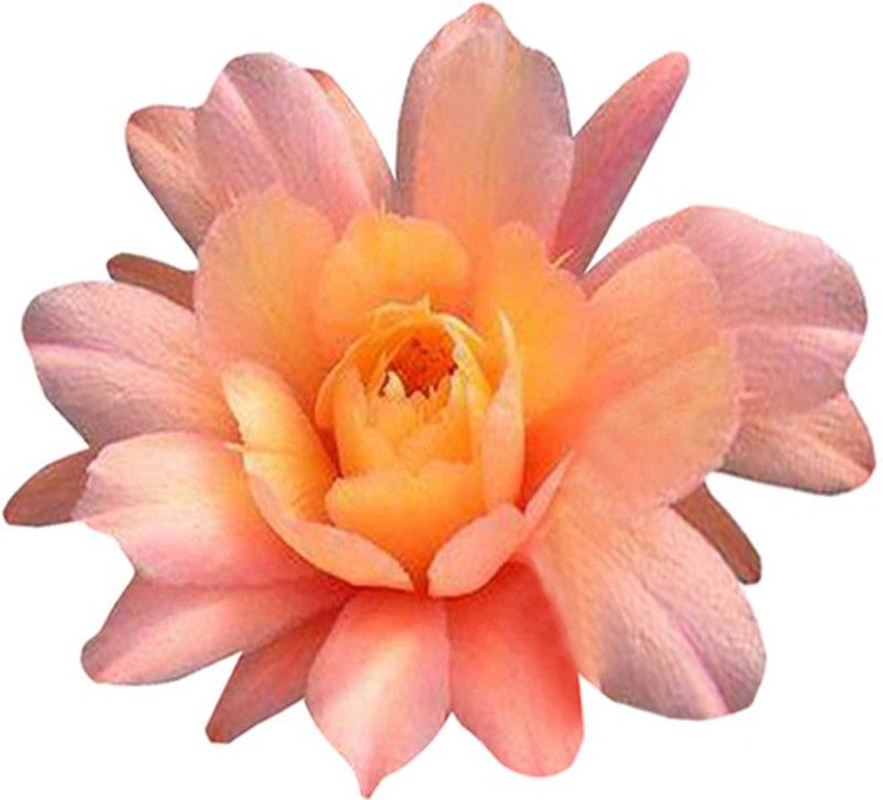 Futaba Rare Cactus Garden Flower Orange - 100 Pcs Seed  (100 per packet)