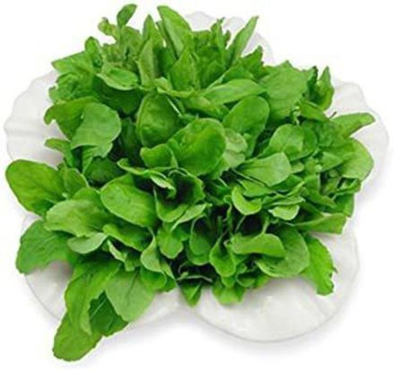 VibeX ® XXL-7 Arugula Seeds- Rocket Salat (Roquette) Seed  (500 per packet)