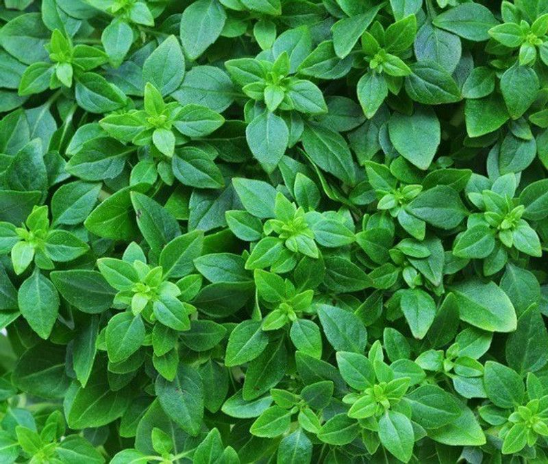VibeX ® XLR-61 Spicy Globe Basil Seeds Seed  (1000 per packet)