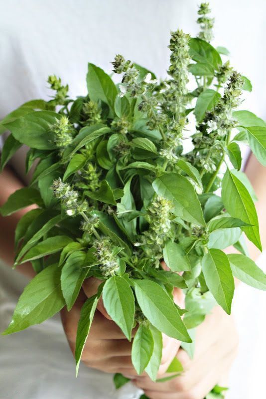 Paudha Lemon Basil Seed  (47 per packet)