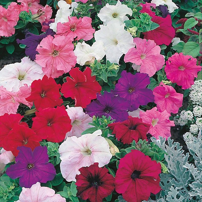Paudha Petunia Mix Flower Seed  (25 per packet)