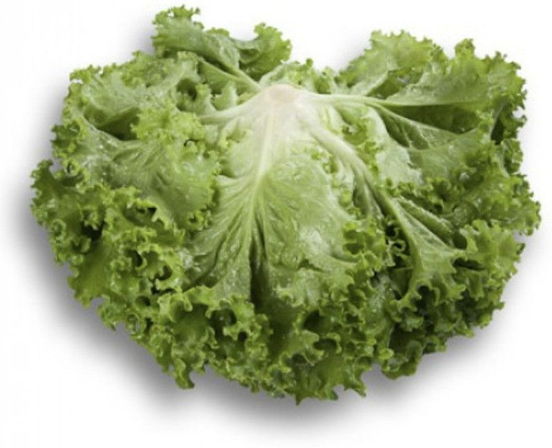 XOLDA Lettuce Hybrid Seed  (35 per packet)