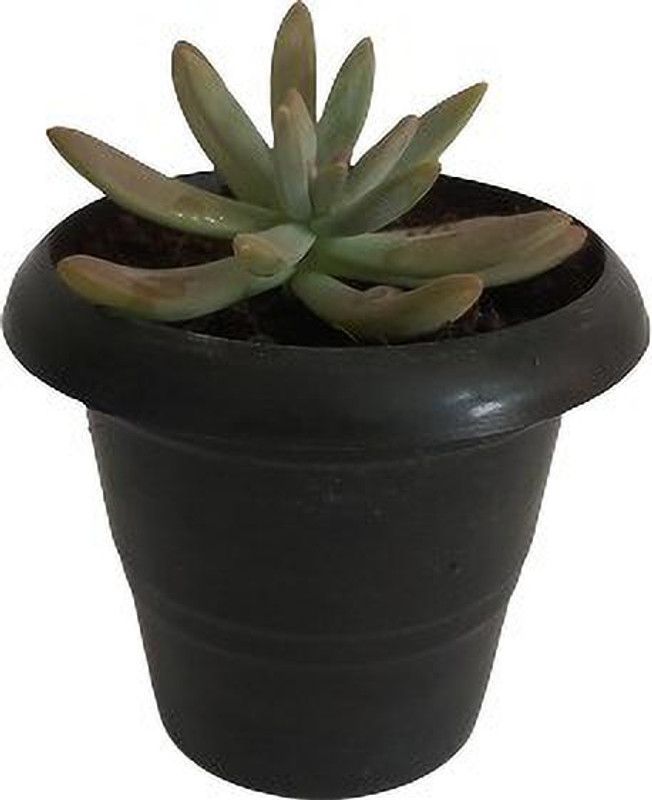 E Shop Garden Pegasus Flora Succulent  (Hybrid, Pack of 1)