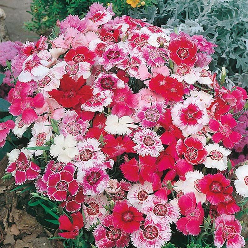 Nodoc Dianthus Baby Doll Mix Seed  (30 per packet)