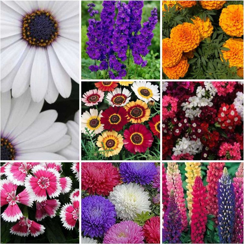 U-GROW INDIA VERBENA +CHRYSANTHEMUM+LUPIN +ASTER +DIANTHUS+OSTEOSPERMUM+DELPHINIUM+ MARIGOLD Seed  (20 g)