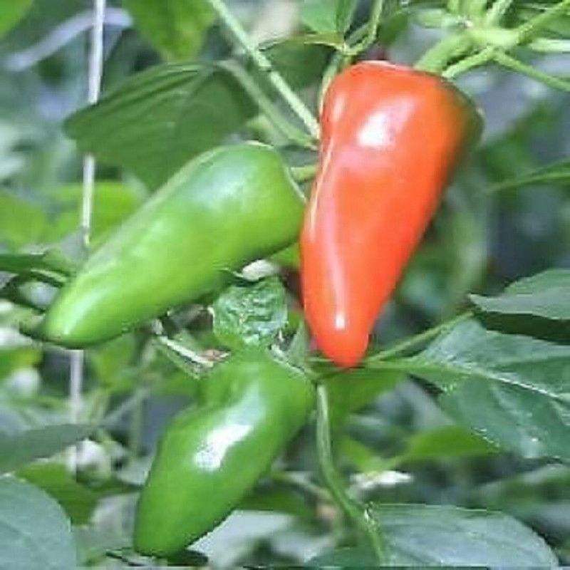 NeLeSa Gardening Chilli Seed  (100 per packet)