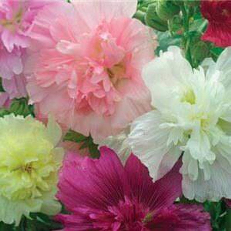 Nodoc Exotic holly hock Seed  (43 per packet)
