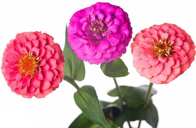 Splorias Zinnia Seed  (45 per packet)