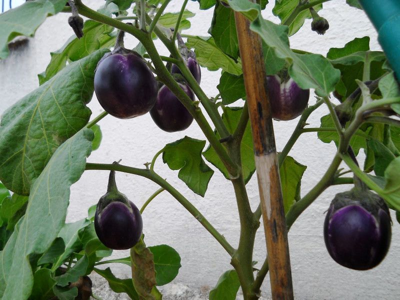 XOLDA Brinjal Seed  (14 per packet)