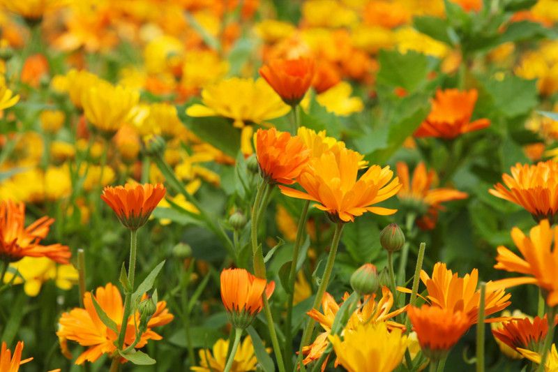 PMB Exotic calendula Seed  (34 per packet)